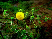 Acacia nilotica